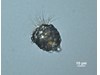 Photo of Tintinnopsis